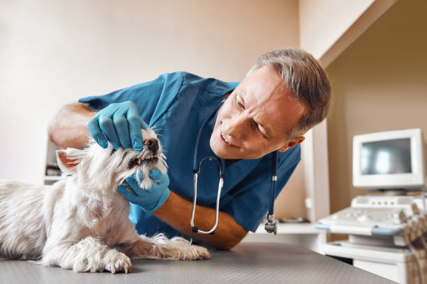 Best Pediatric Emergency Dentist in Breckenridge, MI